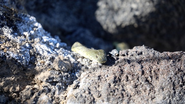Ağrı Dağı'nın "lav kayalıkları" 37 amfibi ve sürüngen türüne ev sahipliği yapıyor