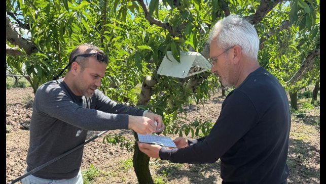 Elazığ'da şeftali güvesine karşı feromon tuzak