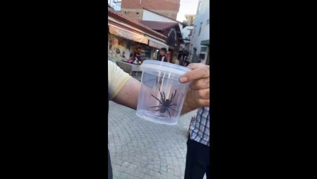 Elazığ'da dev etçil örümcek paniği