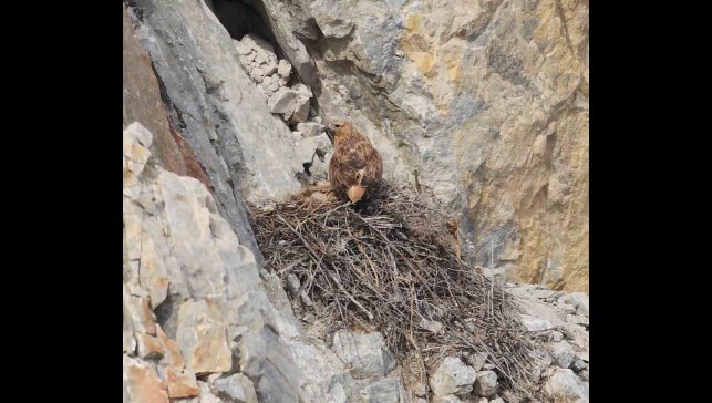 Kızıl şahin yavrusu son anda kurtarıldı