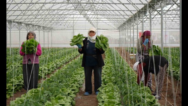 Erzincan seralarında marul hasadı başladı
