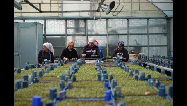 Erzincan seracılıkta hedefini büyütüyor