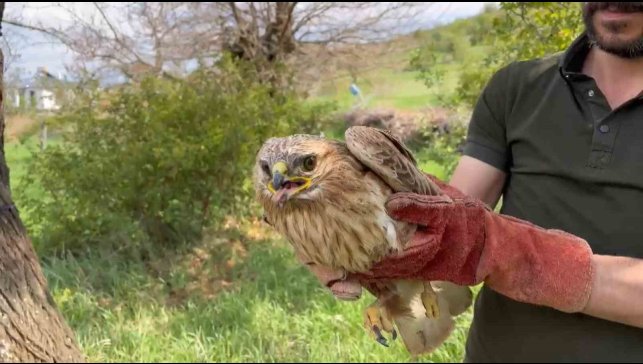 Elazığ'da yaralı halde bulunan şahin ekiplere teslim edildi