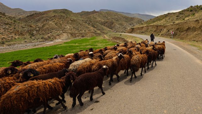 Havaların ısınmasıyla Iğdır'dan yaylalara göçerlerin "kontrollü" çıkışı başladı
