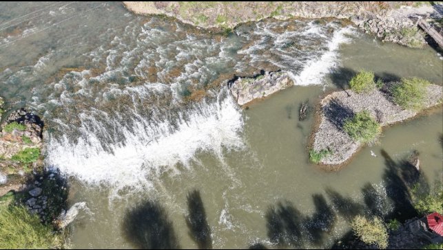 Martıların inci kefali 'nöbeti'