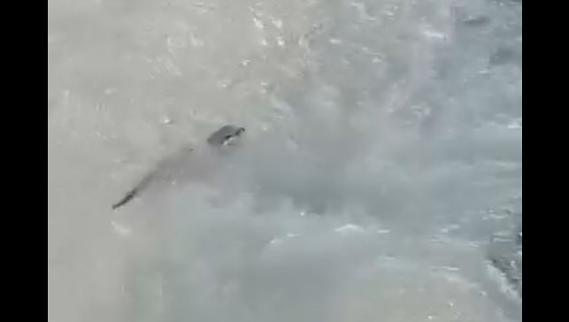 Yüksekova'da su samuru görüntülendi