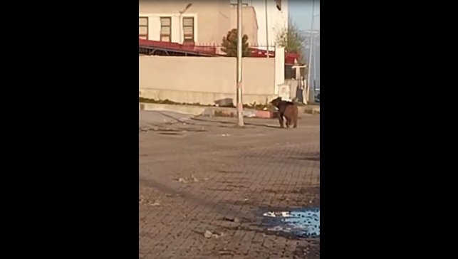 Mahalleye inen bozayı çöpte yiyecek aradı