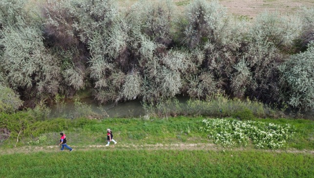 Hazar Gölü'nde siraz balığı göç yolculuğunda sıkı tedbirlerle korunuyor