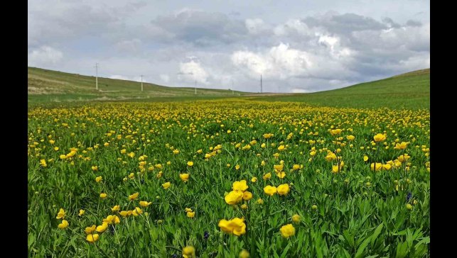 Ahlat'ta ovalar düğün çiçekleri ve mor sümbüllerle şenlendi