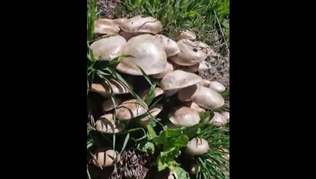 Munzur Dağları'nda mantar tarlasına denk geldi