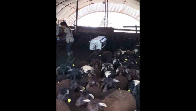 Elazığ'da aşılama ve küpeleme çalışmaları sürüyor