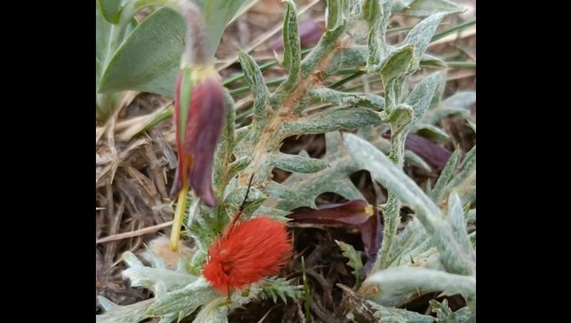 Dünyada sadece bu bölgede görülüyor: İki endemik tür aynı karede