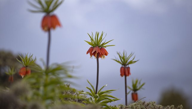 Tunceli dağlarında 20 günlük ömrü olan ters laleler turizmi canlandırdı