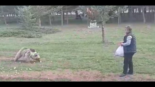 Çemşit ismini verdiği bozayıyı besledi, eşi kayıt altına aldı