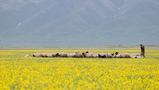 Hakkari'deki tarlalar sarı çiçeklerle renklendi