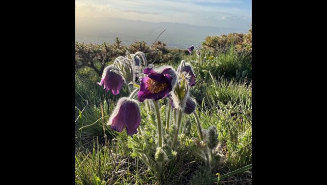 Palandöken Dağı eteklerinde açan mor ters laleler bölgeye renk kattı