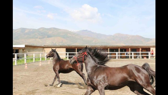 Koçaker, atlı spor kulübünde incelemelerde bulundu