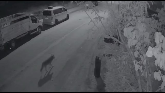 Elazığ'da aç kalan kurt, şehir merkezine indi