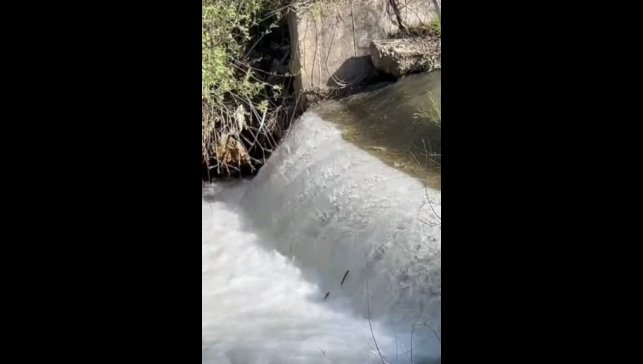 Siraz balıklarının akıntıya karşı göçü başladı