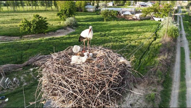 Iğdır'da elektrik direkleri leylek yuvasına dönüştü: O yuvalar havadan görüntülendi
