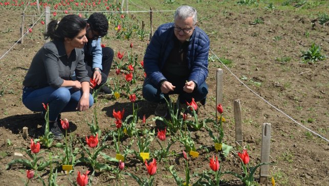 Koruma altına alınan Muş lalesi seri üretimle ekonomiye kazandırılacak