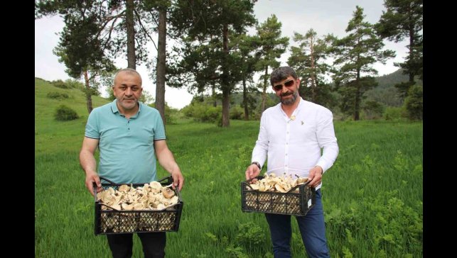 Erzurum'da vatandaşlara "zehirli mantar" uyarısı