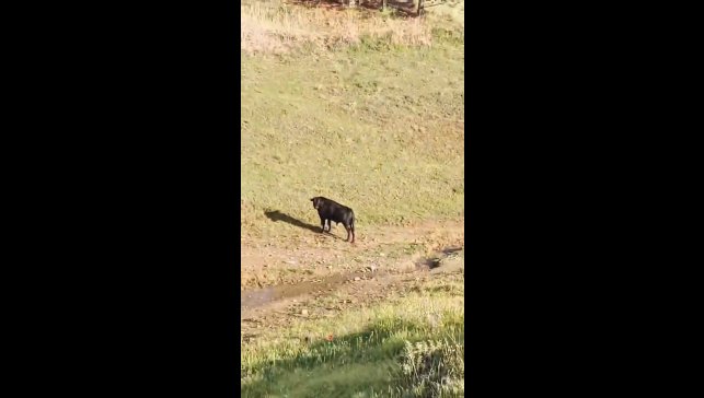 Sahibinin elinden kaçan ineği belediye ekipleri yakaladı