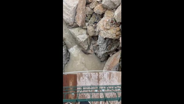 Tağar Çayında su samurları görüntülendi