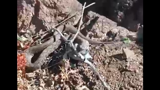 Erek Dağı'nda zehirli radde engereği görüntülendi