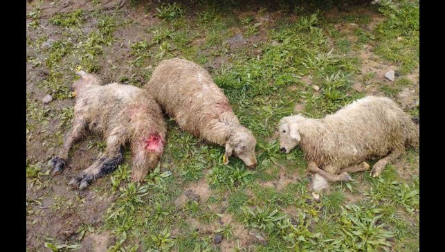 Kurt sürüsü 60 kuzuyu telef etti