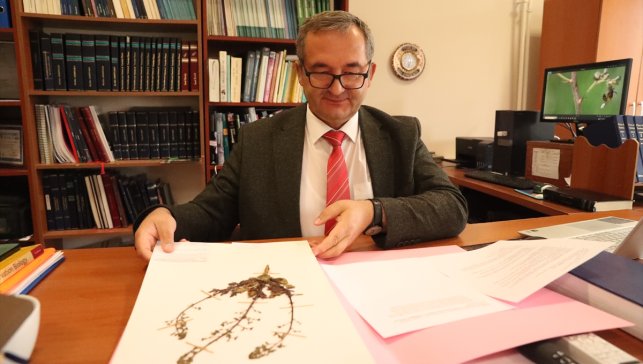 Zararlı böcekleri yaklaştırmayan bitkilerin kimyasal savunması araştırılıyor