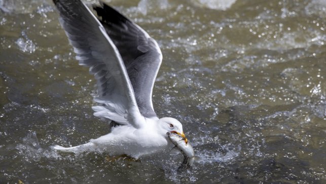 İnci kefalinin zorlu göçü festivalle tanıtılıyor