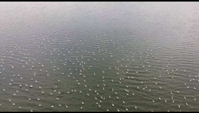 Erçek Gölü'nün narin misafirleri flamingolar gelmeye başladı