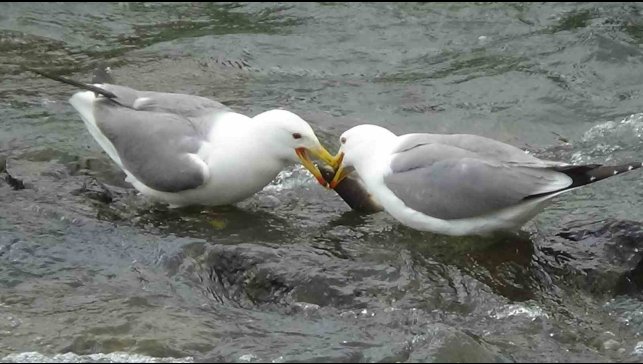 Martıların balık kavgası