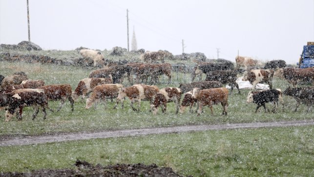 Kars kırsalında kar yağışına hazırlıksız yakalanan besiciler köylerine dönmek zorunda kaldı