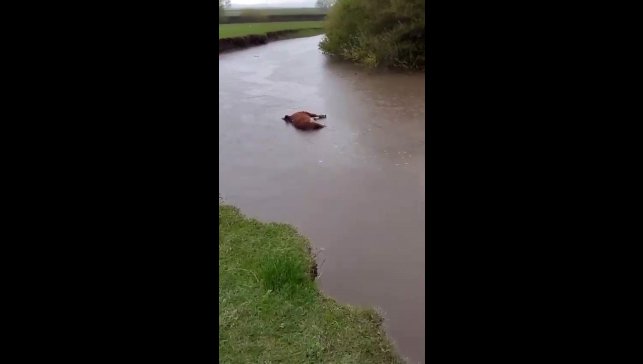 Kars'ta sel sularına kapılan büyükbaş hayvan telef oldu