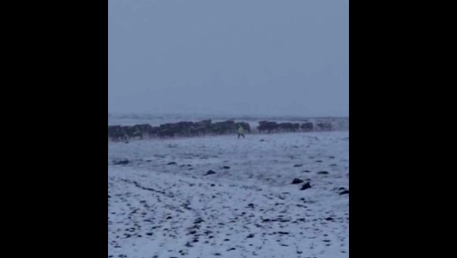 Ardahan'da aniden bastıran kar çobanlara zor anlar yaşattı