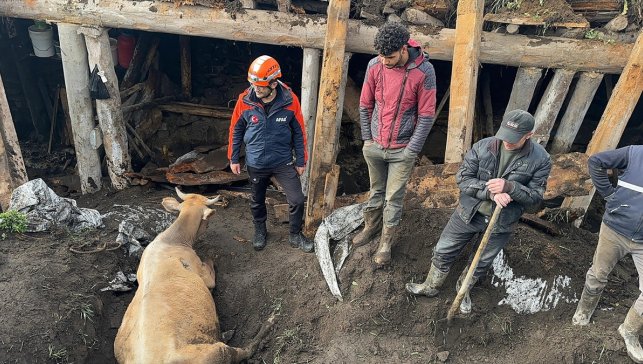 Ardahan'da sağanak nedeniyle ahırın çatısı çöktü
