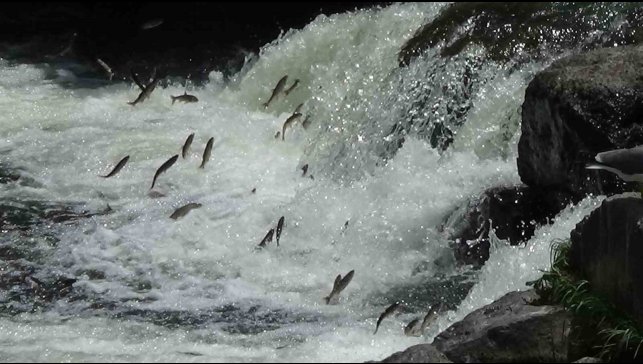 İnci kefalinin zorlu göçü devam ediyor