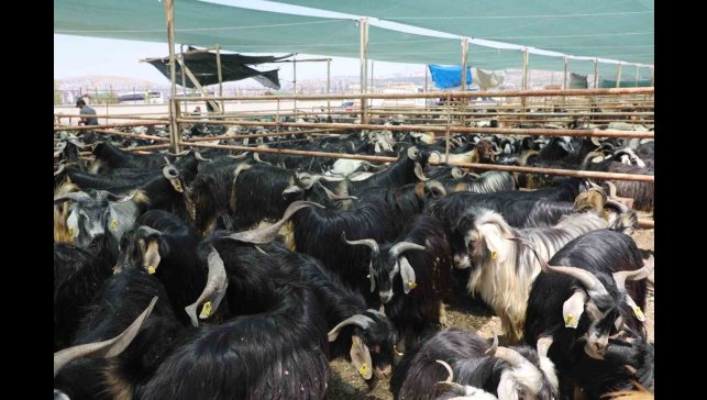 Elazığ'da kurban satış ve kesim alanı belirlendi