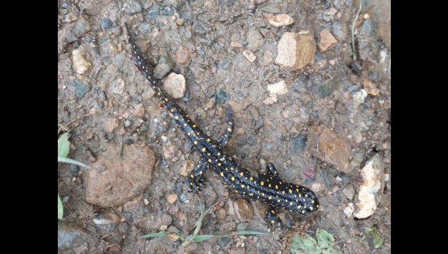 Bitlis'te benekli semenderler sürü halinde görüntülendi