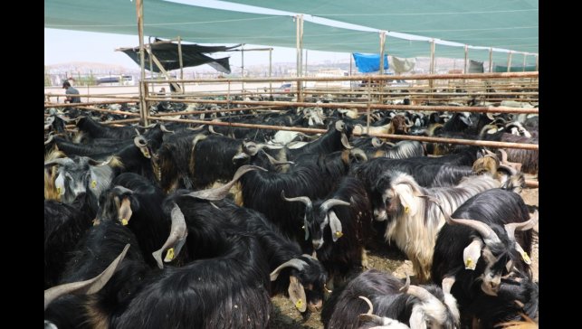 Elazığ'da kurban kesim alanları açıklandı