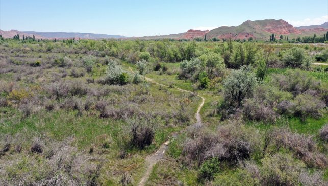 Son 20 yılda en çok kuş türü Aras Kuş Cenneti'nde kayıt altına alındı
