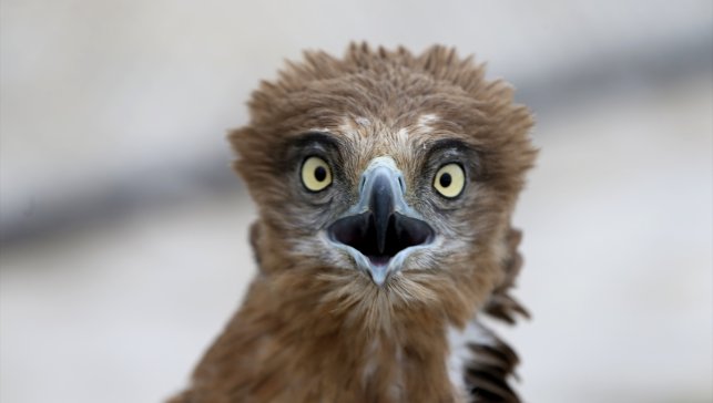 Van'daki rehabilitasyon merkezi yaralı kuşlara ev sahipliği yapıyor