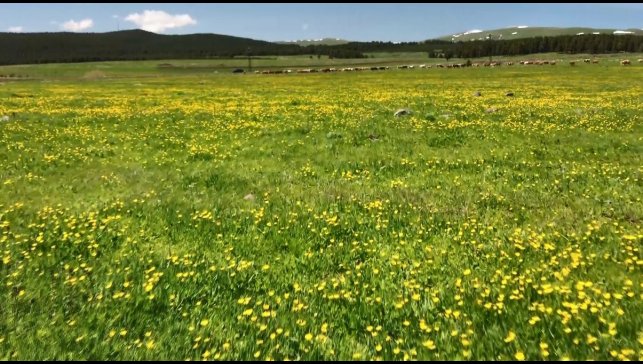 Kars'ta sarıçiçekler görenleri büyülüyor