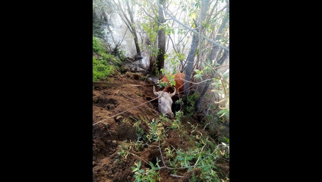 Erzincan'da nehir kıyısına düşen inek kurtarıldı