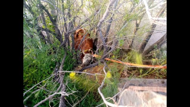Nehir kıyısına düşen inek kurtarıldı