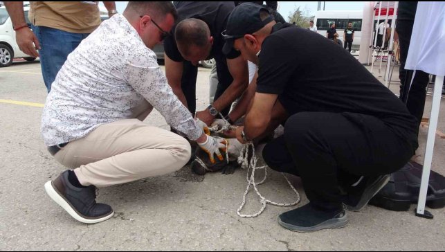 Malatya'da etkinlikte pitbull dehşeti: Bir kadın yaralandı