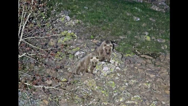 Nemrut'un maskot ayıları kış uykusundan uyandı