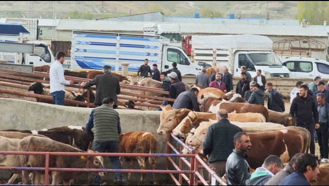 Kurbanlıklar görücüye çıktı